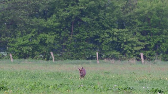 Roe buck search feed on the meadow, spring, (capreolus capreolus)