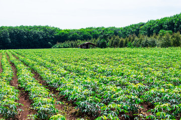 Fototapeta na wymiar Cassava field plantation