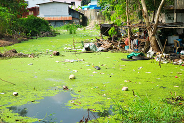 Duckweed as an indicator of water pollution