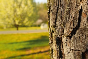 Fototapeta premium Bark and Green