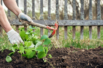 Woman planting haricot seedlings in the ground