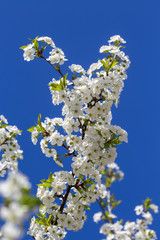 Obraz premium White flowers of the cherry blossoms on a spring day over blue sky background. Flowering fruit tree in Ukraine