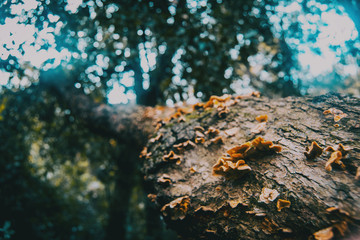 Mushrooms on the bark of a trunk