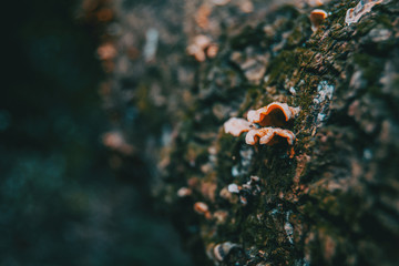 Mushrooms on the bark of a trunk