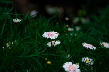 Small white flowers