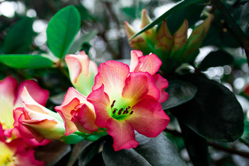Red flowers with green details