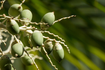 Green palm tree seed