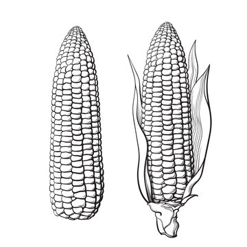 Sketch of two corn cobs