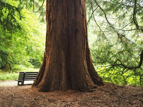 Giant redwood tree trunk and a wooden bench in a park in summer