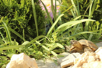 beautiful tortoise on stones