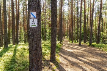 Hiking trail path  in green forest. Located i, Roztochia region, Poland