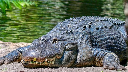 Closeup of an Alligator Facing You While Sunbathing on the Sandy Lake Shore