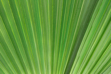 Closeup of green  palm leaf