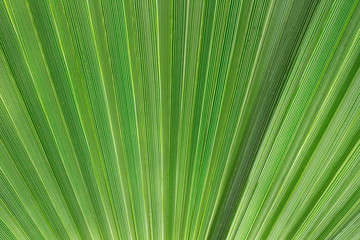 Obraz premium Closeup of green palm leaf