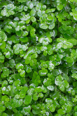 Green living natural small plants herbal carpet with drops of water after the rain