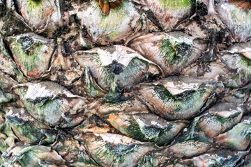 Structure of trunk of palm tree surface background.