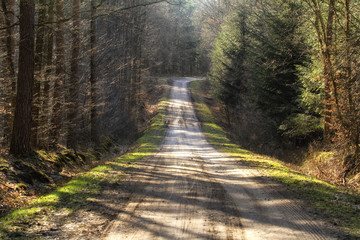 Hiking trail path  in green forest. Located i, Roztochia region, Poland