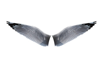 wings bird isolated on white background - clipping paths