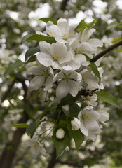 Naklejka premium Apple blossom