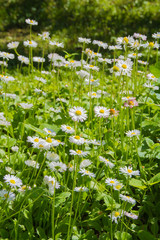 Meadow with white flowers daisies Bellis perennis or english daisy. Sunny day. Russia © Andrey
