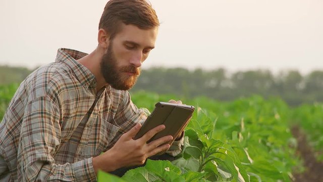Young farmer with tablet on the field