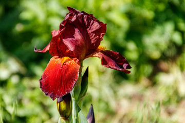 Beautiful iris flower on flowerbed in garden