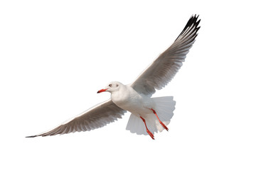 Obraz premium Mewa latająca na białym tle na białym tle - ścieżki przycinające