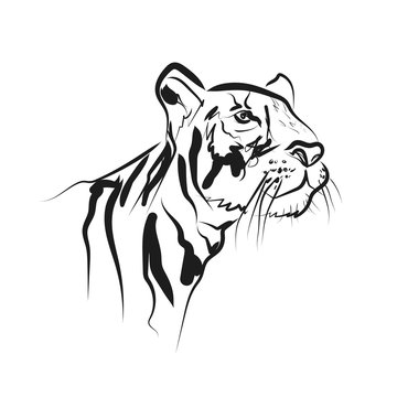 Vector sketch head tiger