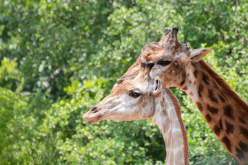 Close up of a giraffes