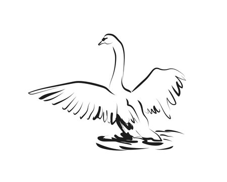 Vector sketch of swan