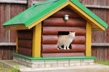 A red cat looks out of a small hut.