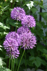 beautiful flowers purple decorative onion close-up on a soft blurred green background of leaves and grass
