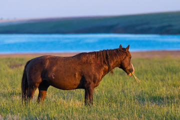 Wild horse grazing in a field at sunrise