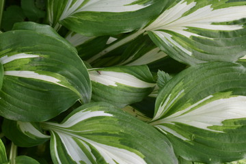 Naklejka na ściany i meble A beautiful decorative plant of a close-up with large green and white leaves