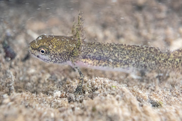 Underwater photo of a Triton larva swimming in a pond
