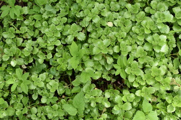 Obraz premium beautiful decorative plant close-up with green leaves, background for text