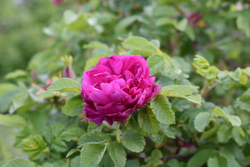 beautiful flower pink wild rose close-up on a soft blurred green background of leaves
