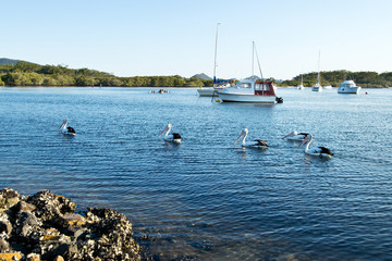 Obraz premium Pelicans and boats on Myall Lake in Australia.