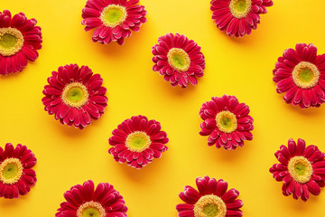 Spring flowers pattern isolated on a yellow background. Gerbera daisy flower petals viewed directly from above. Top view