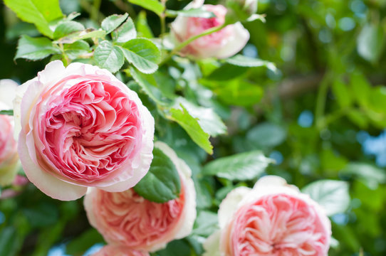 rosa rampicante pierre de rosard di meilland un piena fioritura