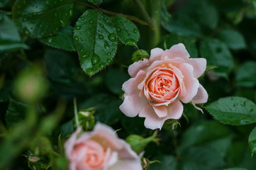 piccolo ragno su rosa in miniatura color crema e arancio delicata  piena di boccioli dopo un...