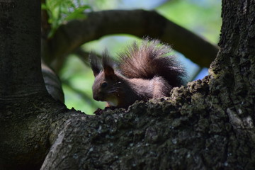 Squirrel laying on an oak branch