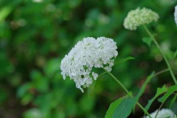 アナベル（紫陽花）