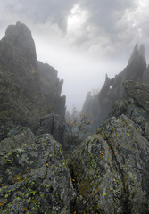 Fototapeta na wymiar Single tiny tree surrounded with gray rocks. Ural mountains, Russia 