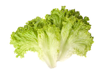 Fresh lettuce salad leaves organic food isolated on the white background