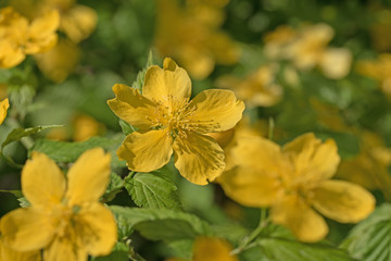 Japanische Kerrie, Kerria japonica
