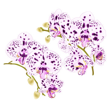 Branches orchids with dots purple and  white flowers  Phalaenopsis tropical plant on a white background set four vintage vector botanical illustration for design hand draw