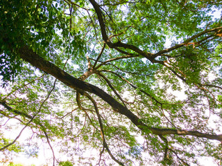 Big trees and branches