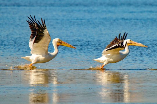 Two American White Pelicans taking flight over lake at J. N. "Ding" Darling National Wildlife Refuge on Sanibel Island, Florida
