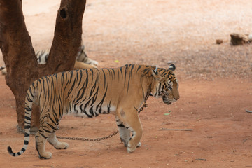 Royal Tiger laying Chained on Stage for the Safety of Tourists in the open zoo.